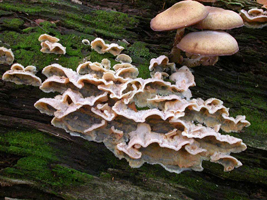 Phlebia radiata, fresh fruiting bodies have cap-like edges flaring out. Some aged Armillaria mellea mushrooms are at the upper right. Phlebia radiata, fresh fruiting bodies have cap-like edges flaring out. Some aged Armillaria mellea mushrooms are at the upper right.